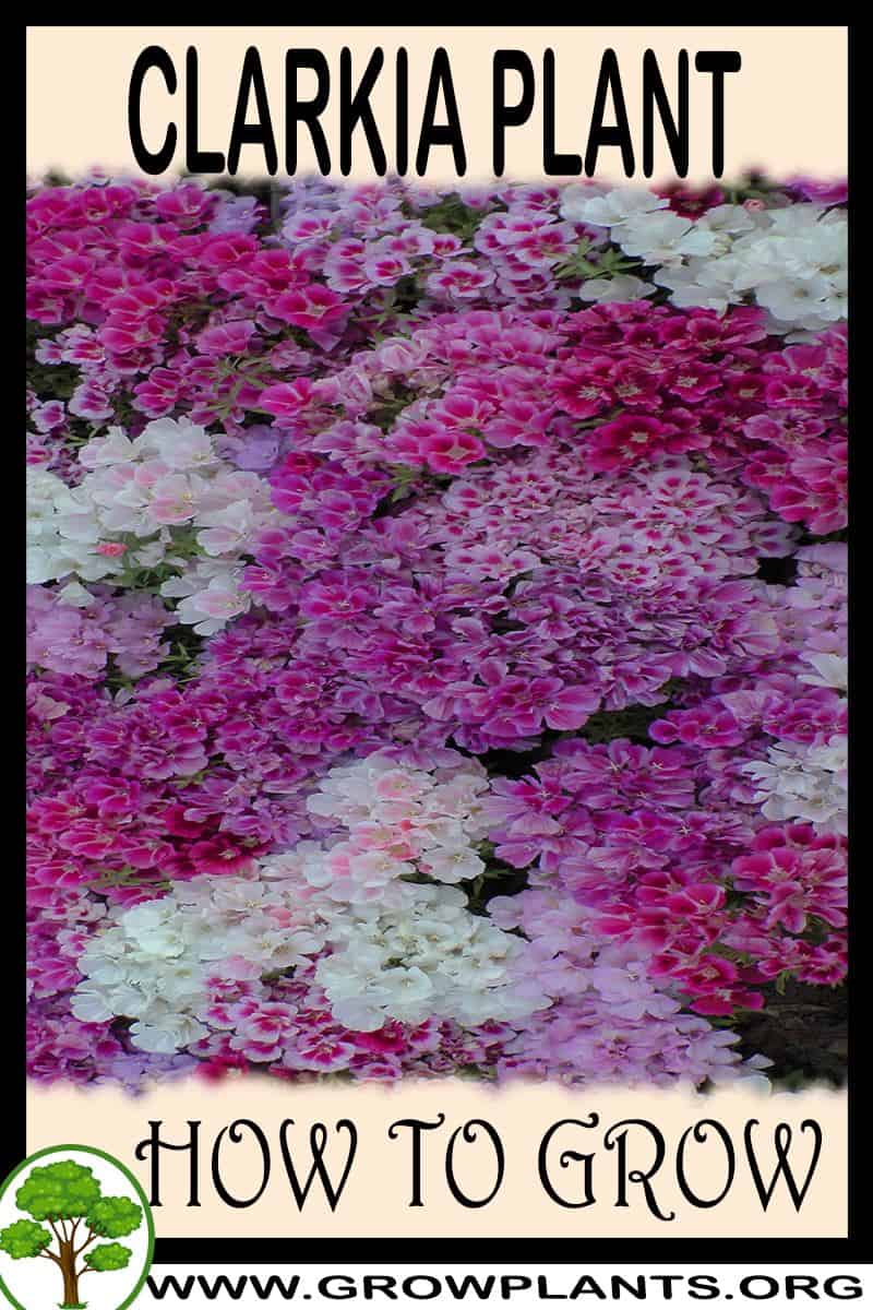 How to grow Clarkia