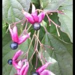 Clerodendrum