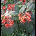 Clerodendrum buchananii