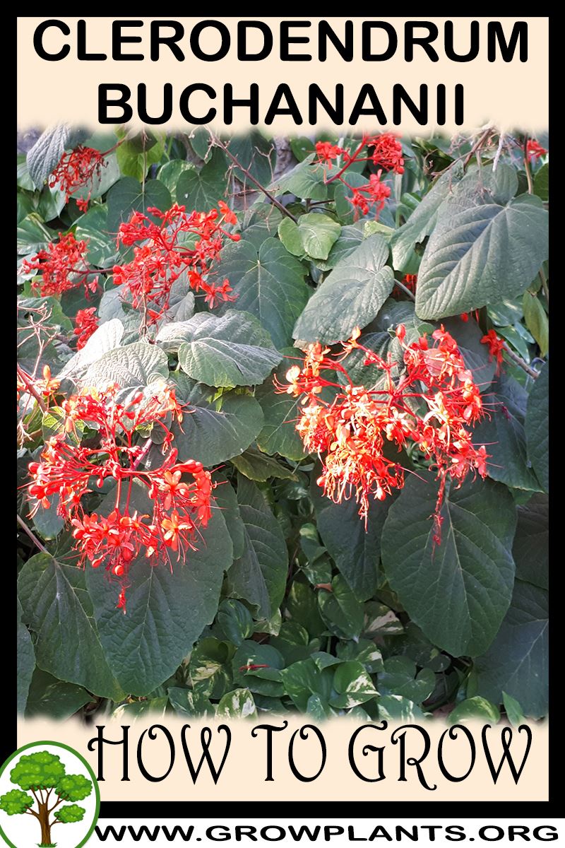 How to grow Clerodendrum buchananii