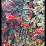 Clerodendrum splendens