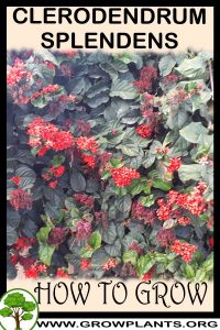 How to grow Clerodendrum splendens