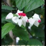 Clerodendrum thomsoniae