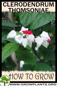 How to grow Clerodendrum thomsoniae