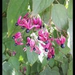 Clerodendrum trichotomum