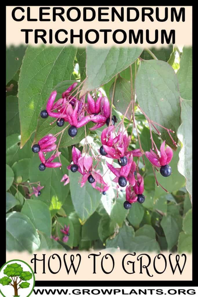 Clerodendrum trichotomum