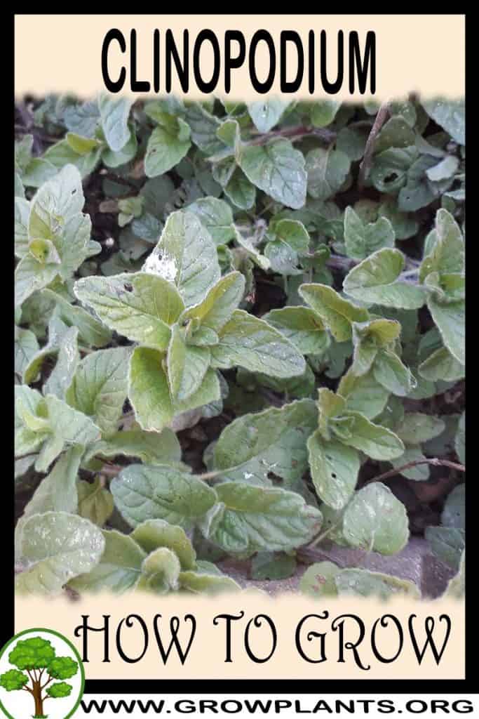 Clinopodium