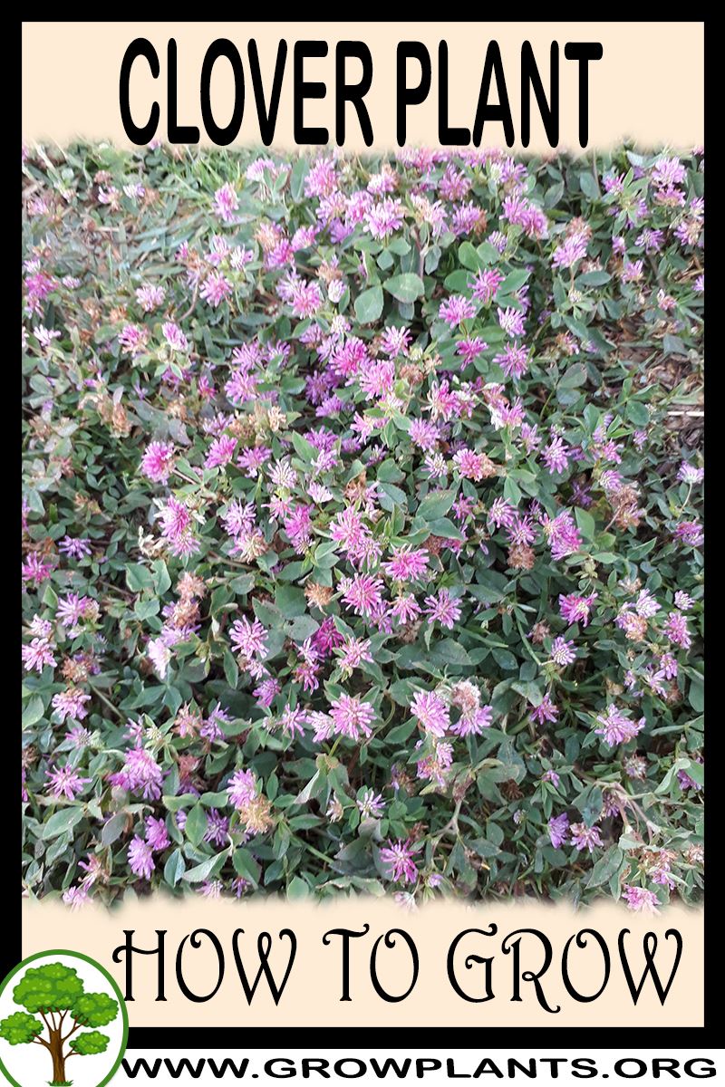 How to grow Clover plant