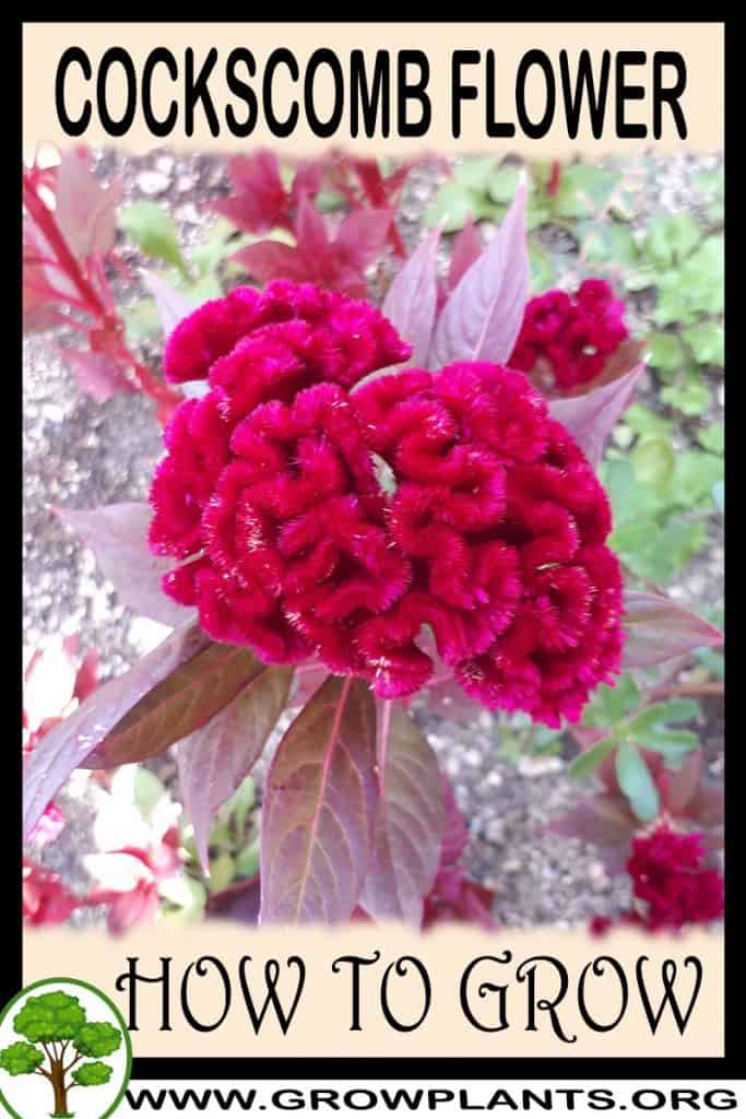 Cockscomb flower