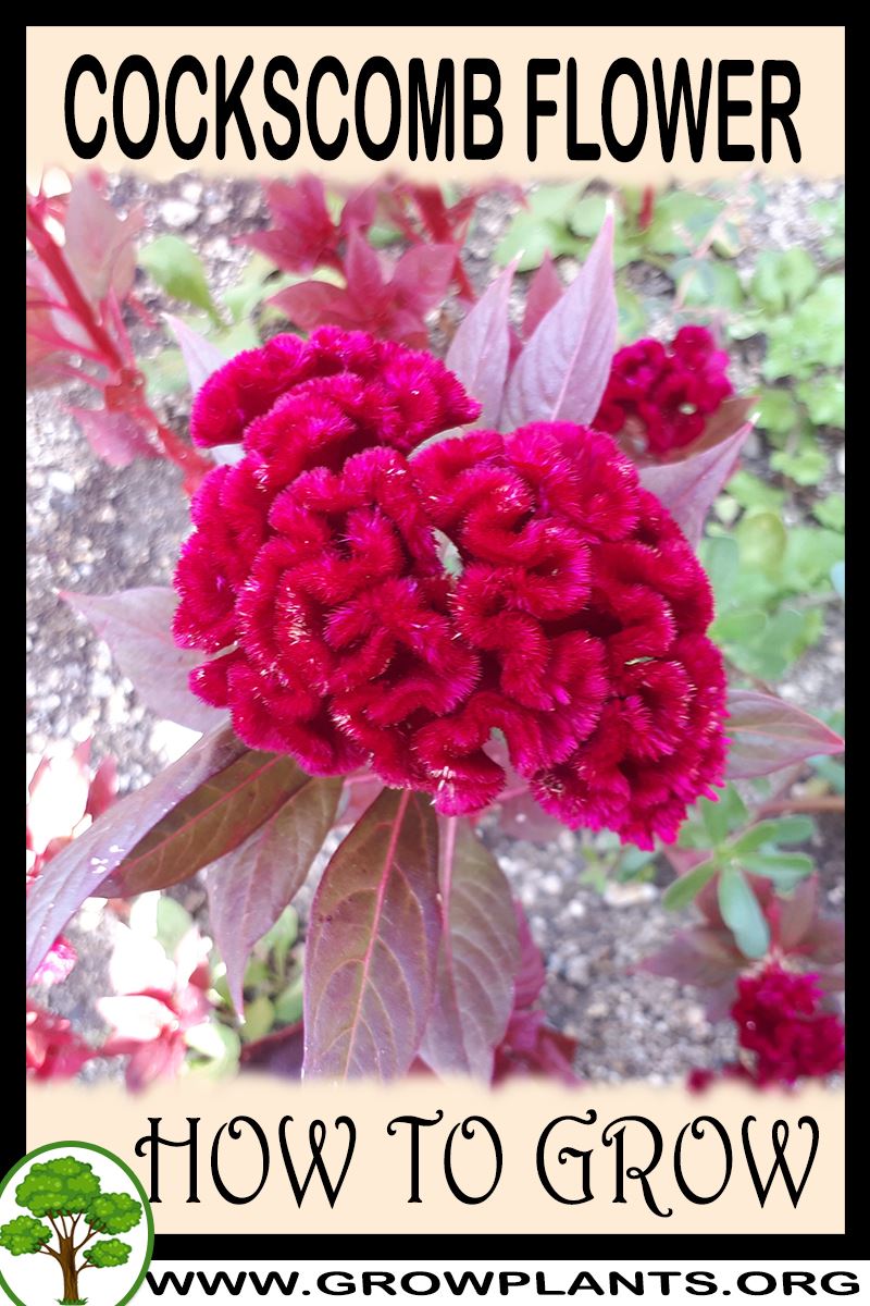 How to grow Cockscomb flower