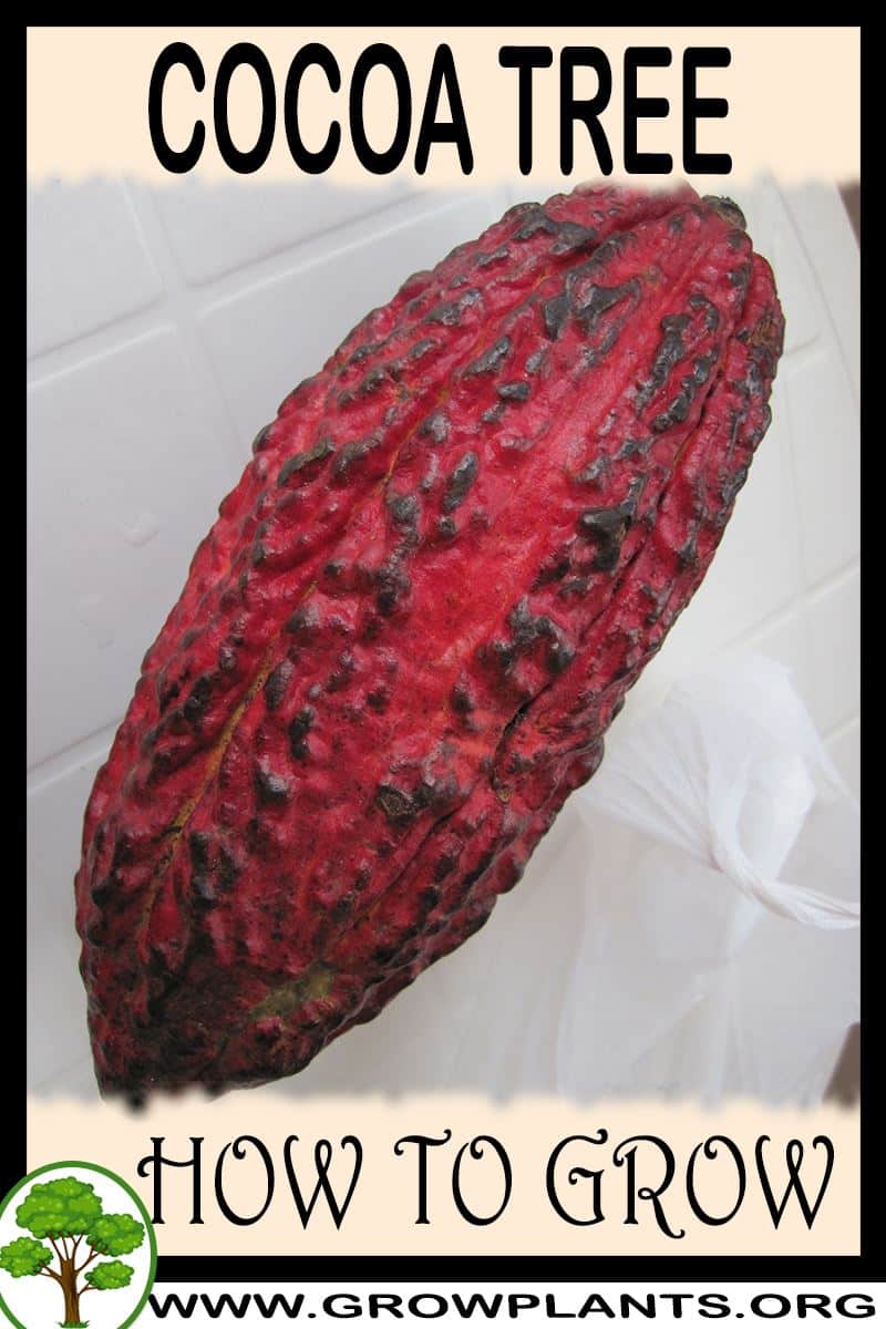 Cocoa tree How to grow & care