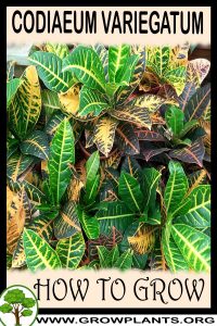 How to grow Codiaeum variegatum