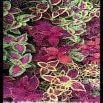 Coleus