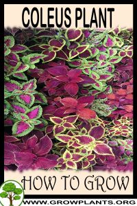 How to grow Coleus