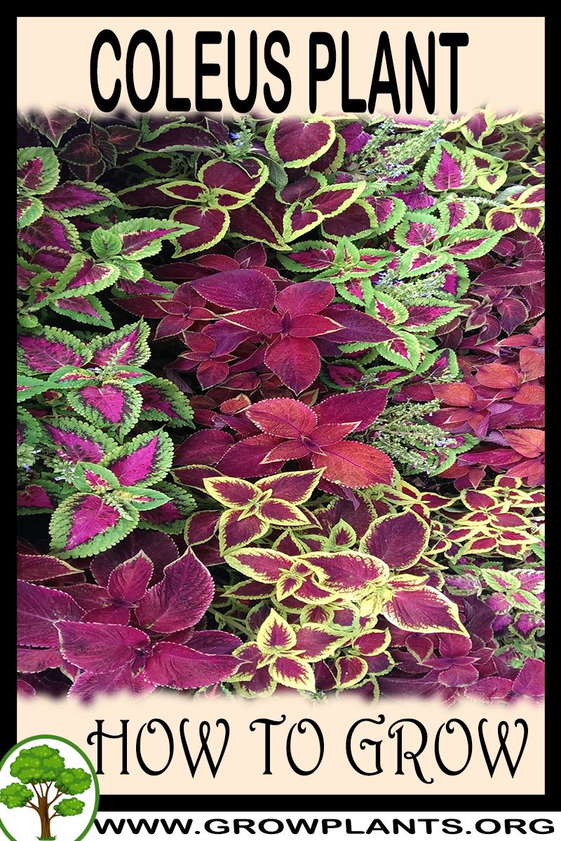 How to grow Coleus