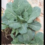 Collard greens