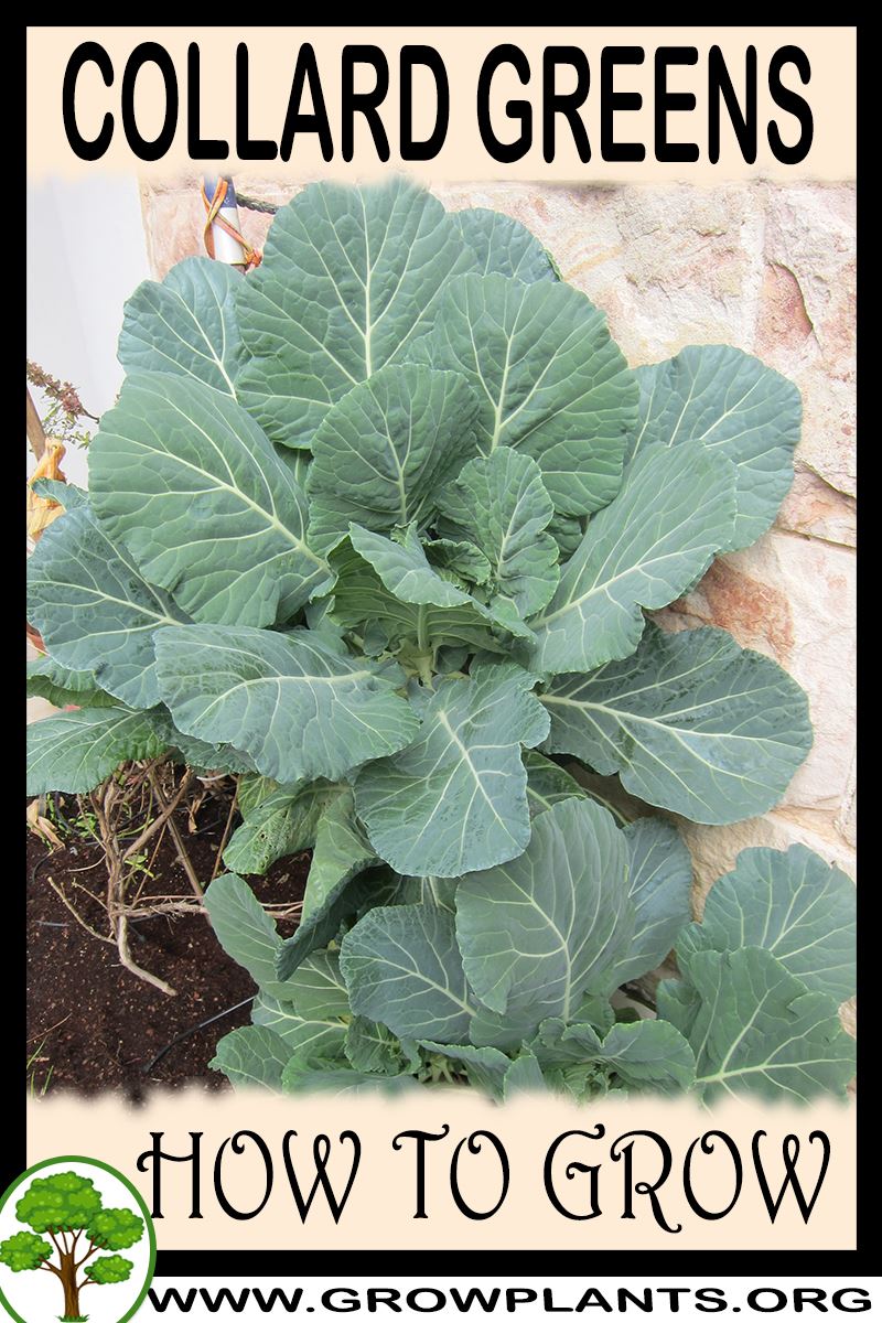 How to grow Collard greens