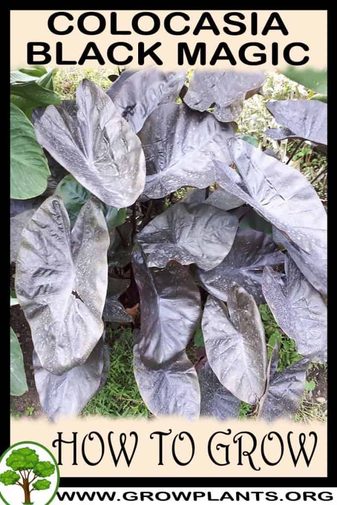 Colocasia Black Magic