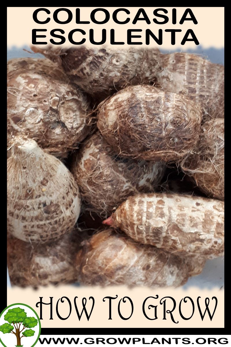How to grow Colocasia esculenta