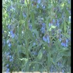 Comfrey