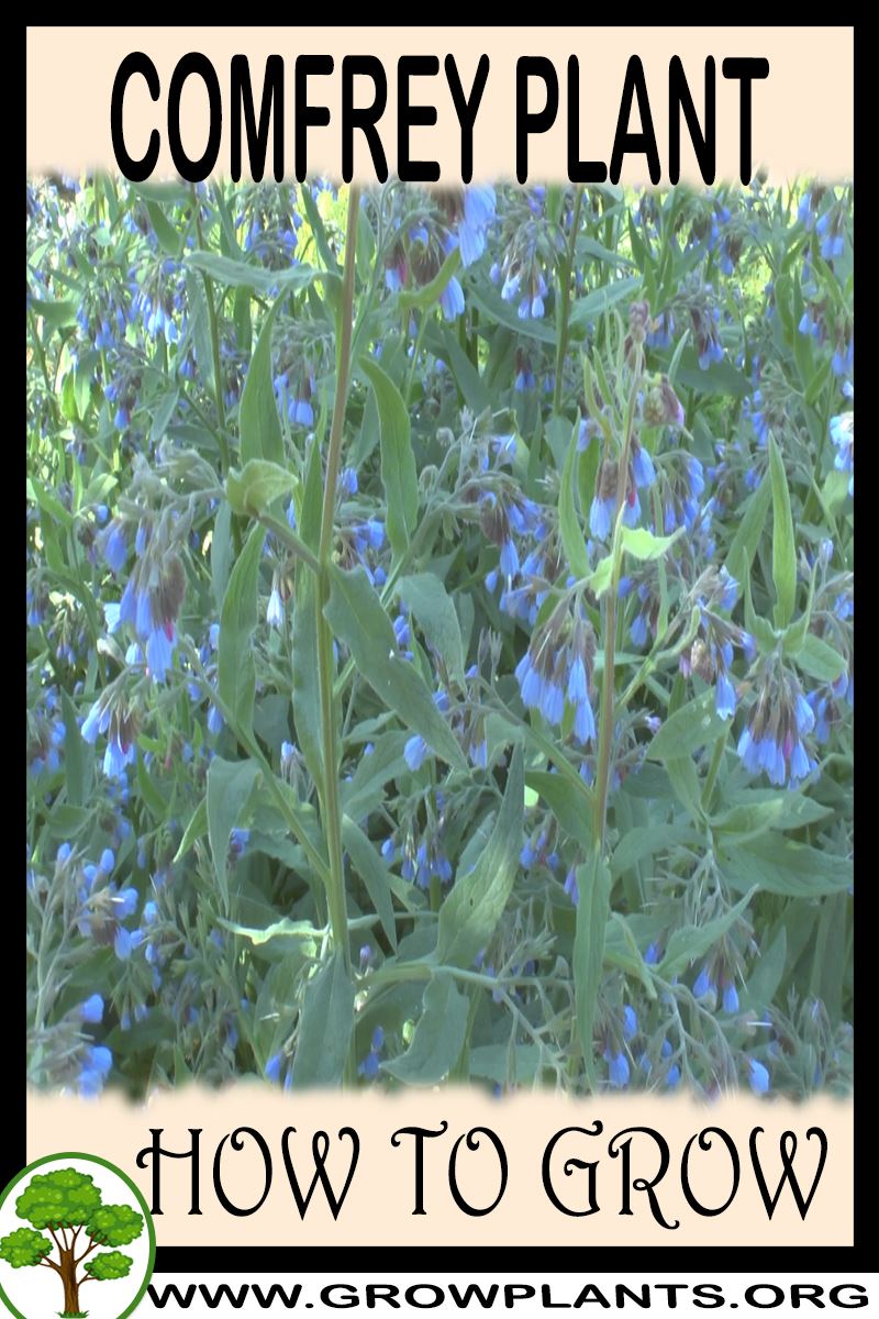 Comfrey How To Grow Care comfrey-how-to-grow-care