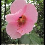Confederate rose