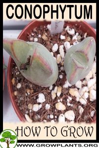 How to grow Conophytum
