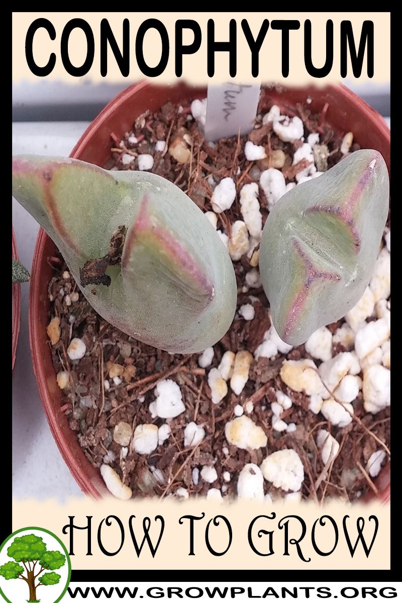 How to grow Conophytum