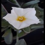 Convolvulus arvensis