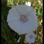 Convolvulus betonicifolius