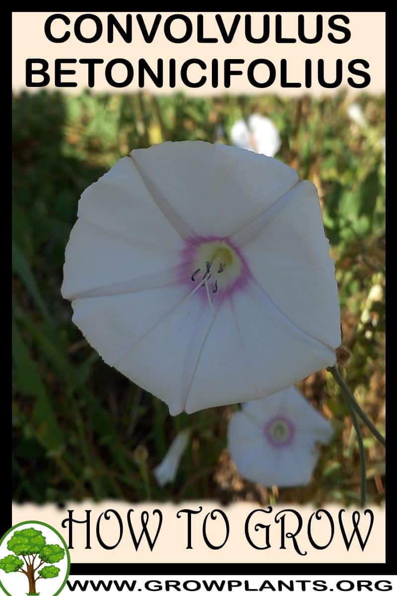 How to grow Convolvulus betonicifolius