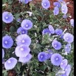 Convolvulus mauritanicus