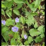 Convolvulus siculus