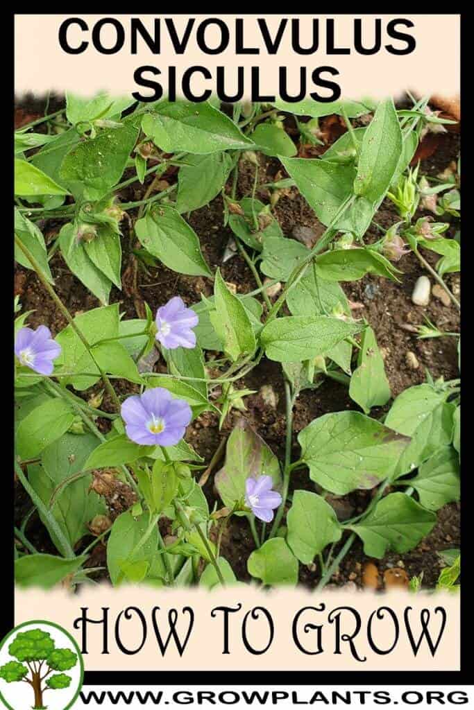 Convolvulus siculus