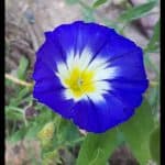 Convolvulus tricolor
