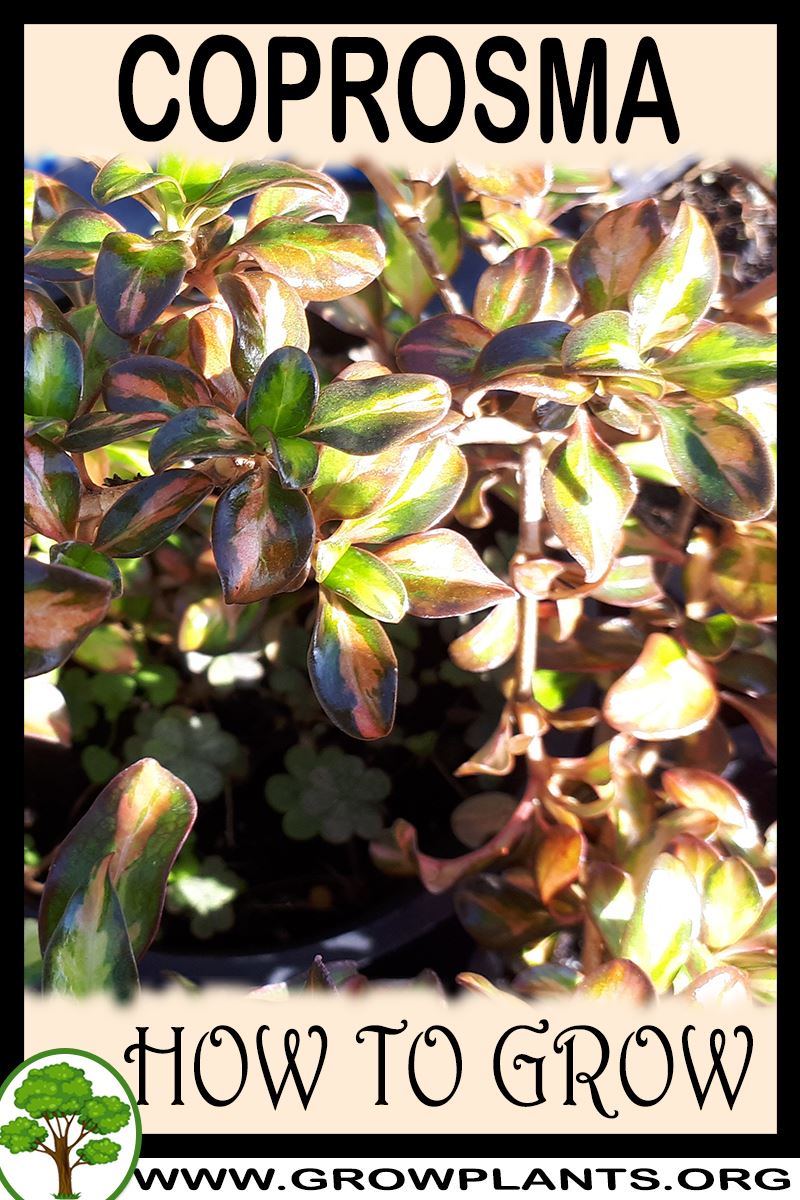 How to grow Coprosma