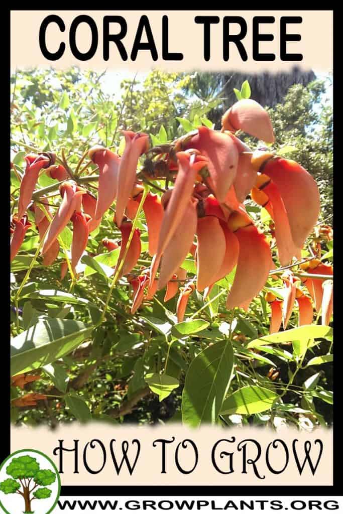 Coral tree