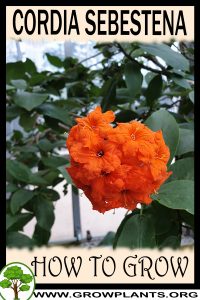 How to grow Cordia sebestena