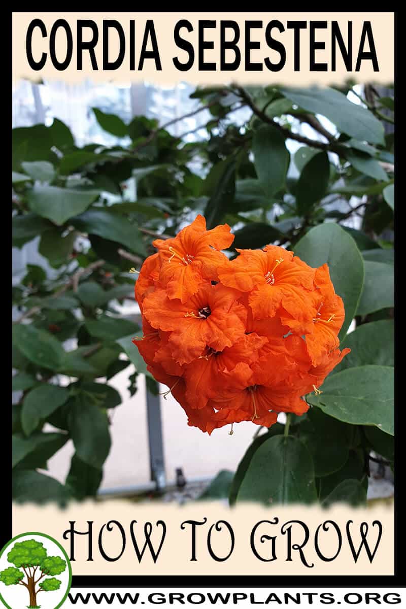 How to grow Cordia sebestena