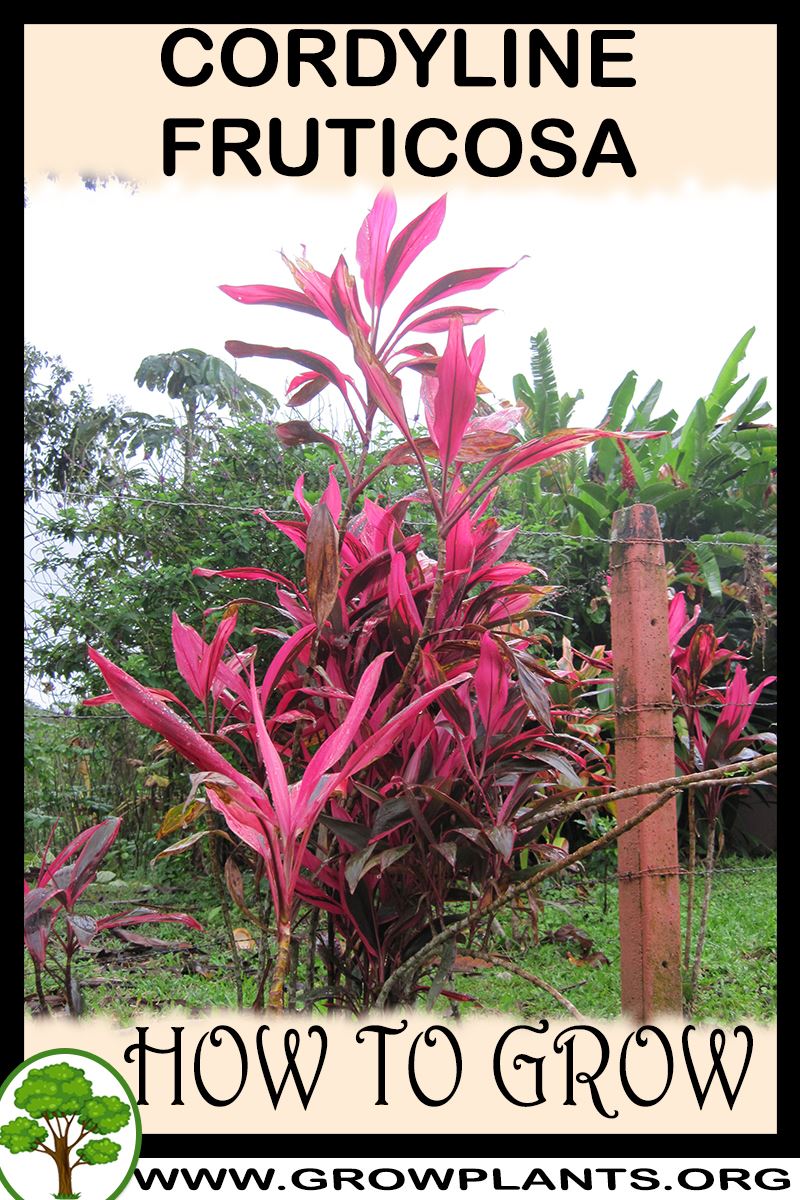 How to grow Cordyline fruticosa