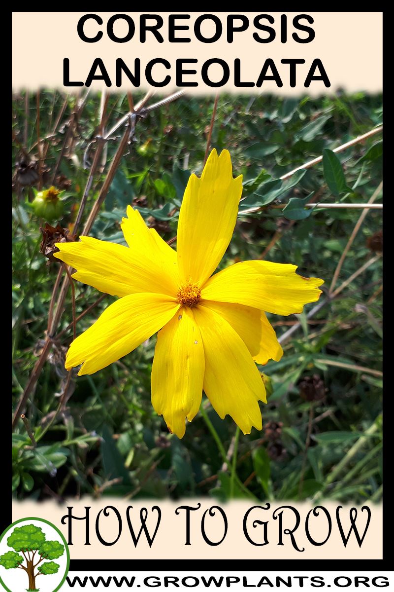 How to grow Coreopsis lanceolata