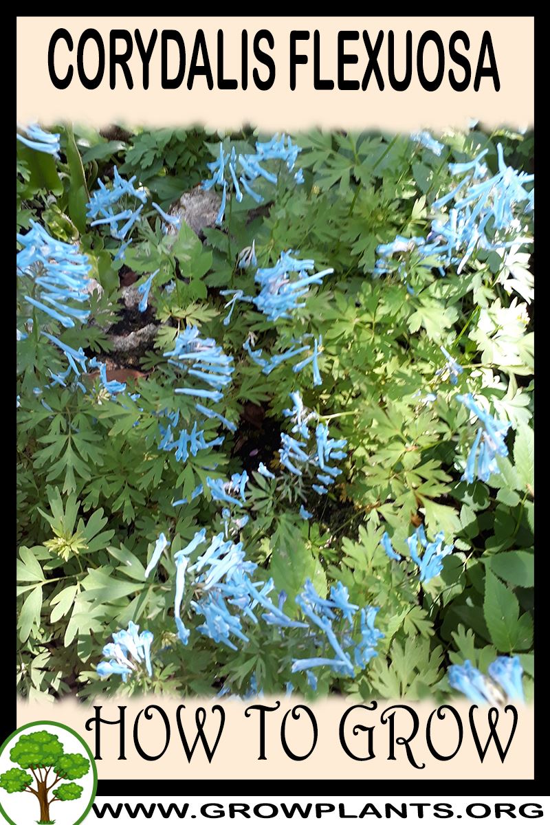 How to grow Corydalis flexuosa