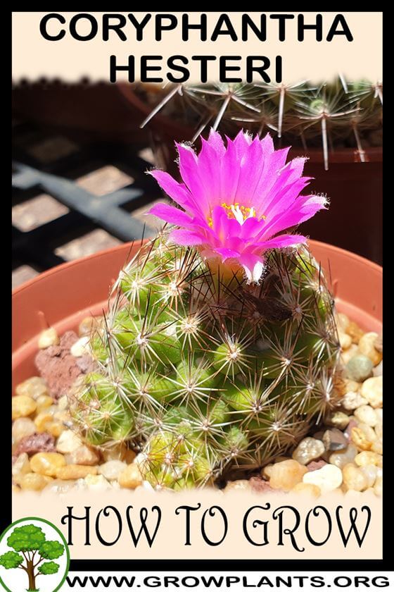 How to grow Coryphantha hesteri