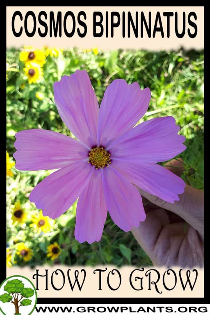 Cosmos bipinnatus