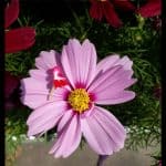 Cosmos plant