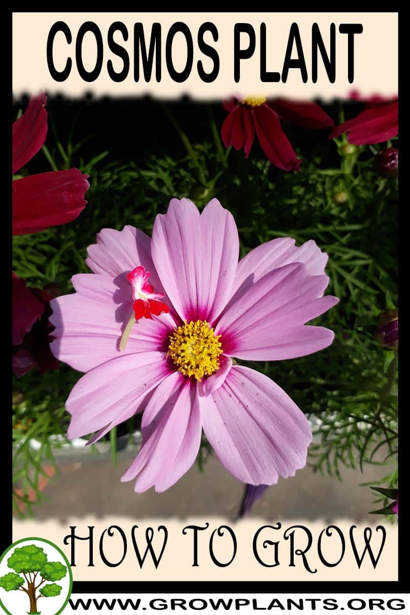 Cosmos plant How to grow & care