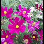 Cosmos sonata