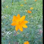 Cosmos sulphureus