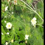 Cosmos xanthos