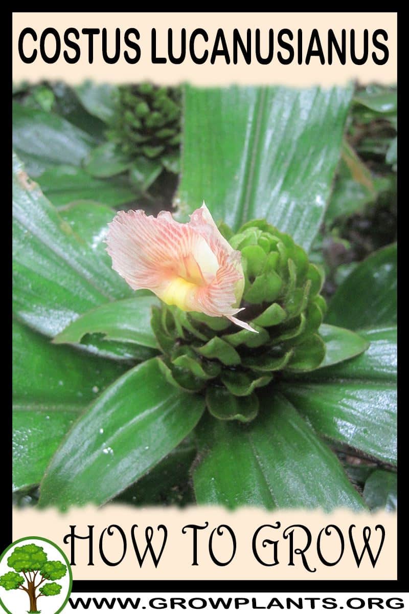 How to grow Costus lucanusianus